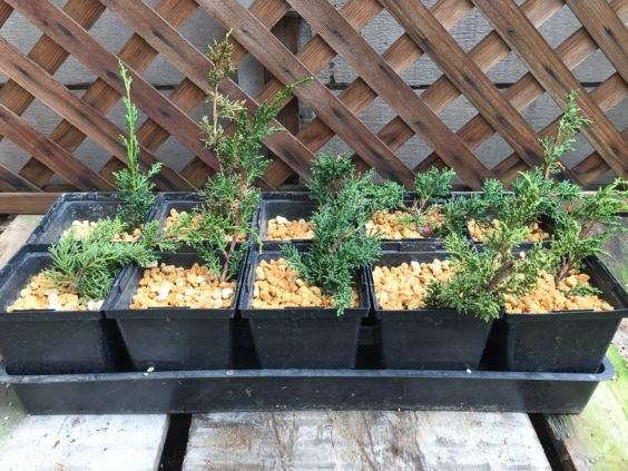 几个月来对真柏盆景的插条过程