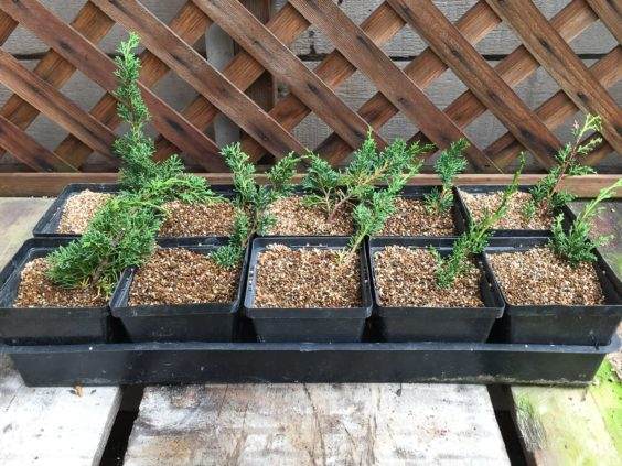 图解 几个月来对真柏盆景的插条过程