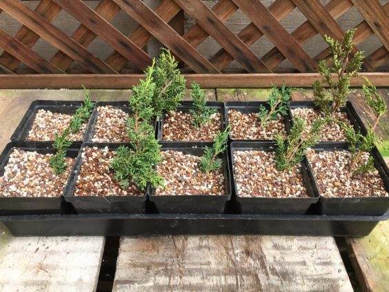 图解 几个月来对真柏盆景的插条过程