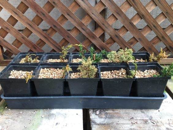 图解 几个月来对真柏盆景的插条过程