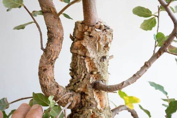 图解 如何制作一种年轻的软木橡树盆景