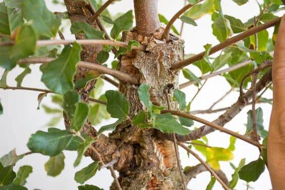 图解 如何制作一种年轻的软木橡树盆景