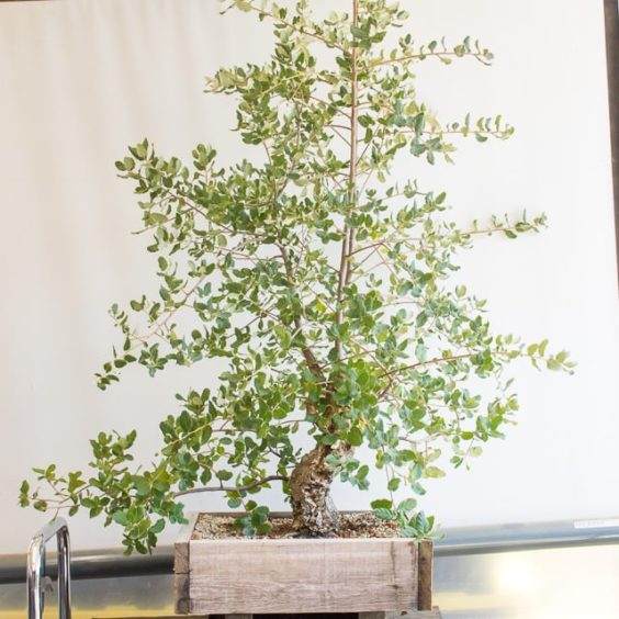 如何制作一种年轻的软木橡树盆景？