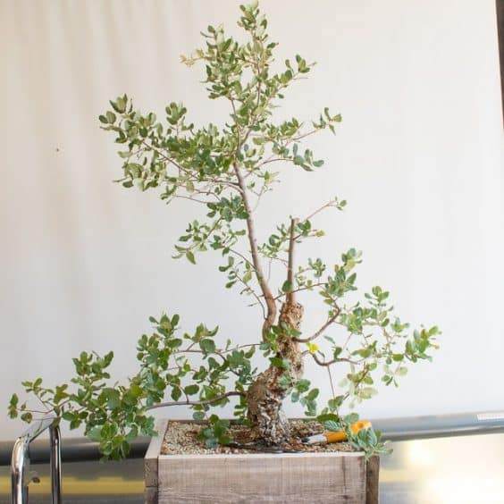 图解 如何制作一种年轻的软木橡树盆景