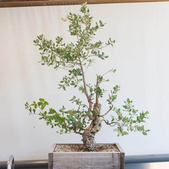 图解 如何制作一种年轻的软木橡树盆景