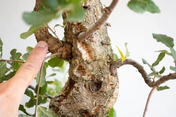 图解 如何制作一种年轻的软木橡树盆景