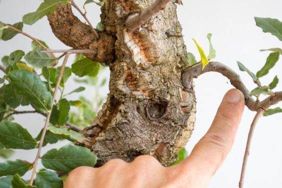 图解 如何制作一种年轻的软木橡树盆景