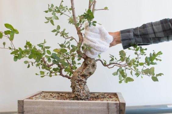 图解 如何制作一种年轻的软木橡树盆景