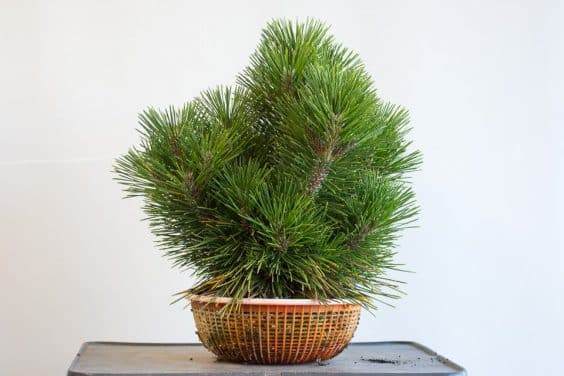 修剪的年轻软木树皮松树盆景