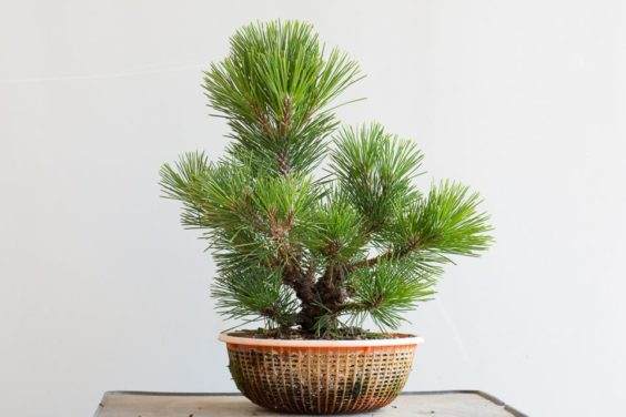 图解 修剪的年轻软木树皮松树盆景