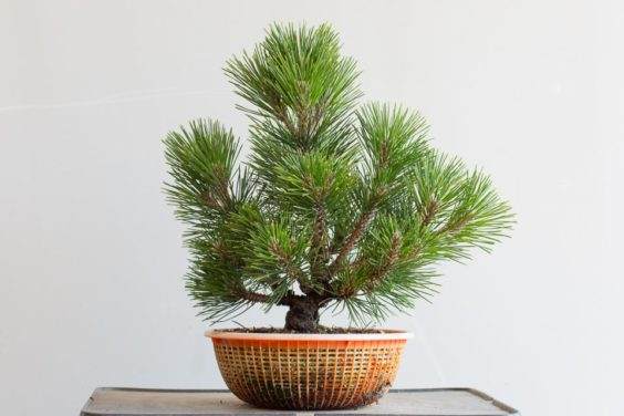 图解 修剪的年轻软木树皮松树盆景