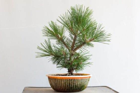 图解 修剪的年轻软木树皮松树盆景