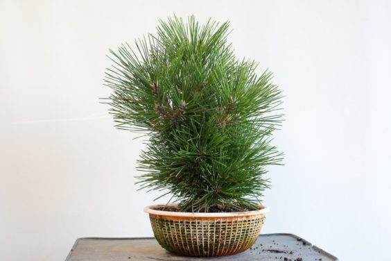 图解 修剪的年轻软木树皮松树盆景