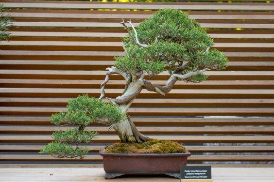 在波特兰日本花园展示新的盆景