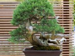 在波特兰日本花园展示新的盆景