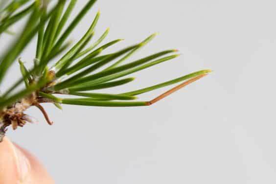 对松树盆景的针头修剪