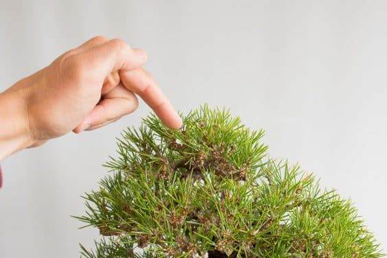 图解 对松树盆景针头怎么修剪的方法