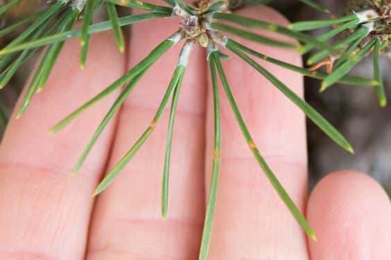 对松树盆景的针头修剪