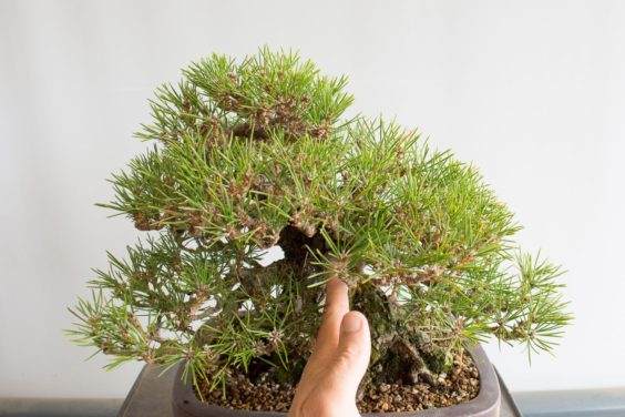 图解 对松树盆景针头怎么修剪的方法