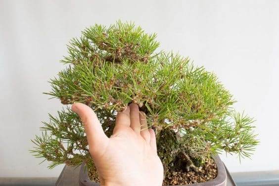 图解 对松树盆景针头怎么修剪的方法