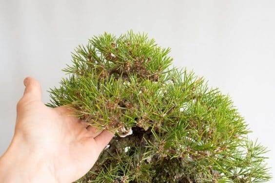 图解 对松树盆景针头怎么修剪的方法