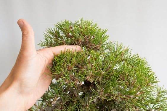 图解 对松树盆景针头怎么修剪的方法