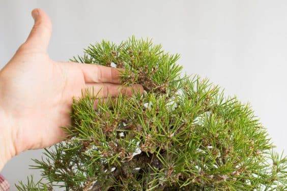图解 对松树盆景针头怎么修剪的方法