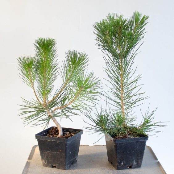 图解 给幼年松树盆景使用较大的盆子有何影响