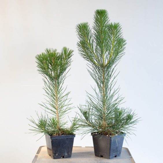 图解 给幼年松树盆景使用较大的盆子有何影响