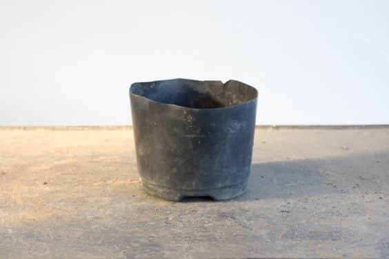 图解 给幼年松树盆景使用较大的盆子有何影响