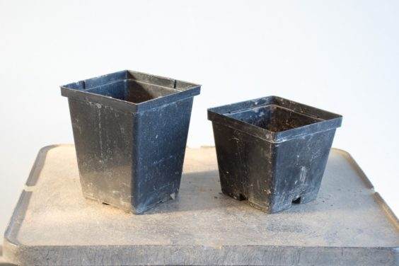 图解 给幼年松树盆景使用较大的盆子有何影响