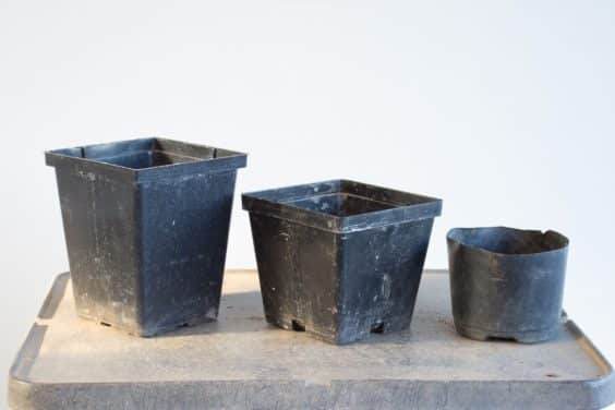 图解 给幼年松树盆景使用较大的盆子有何影响