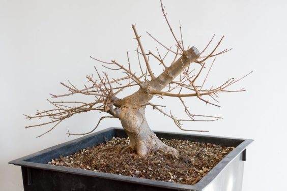 图解 对三叉戟枫树盆景怎么翻盆的13个过程