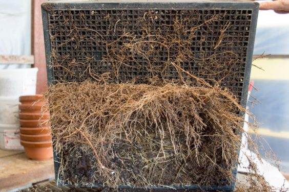 图解 对三叉戟枫树盆景怎么翻盆的13个过程