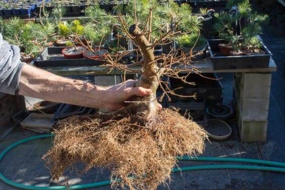 图解 对三叉戟枫树盆景怎么翻盆的13个过程