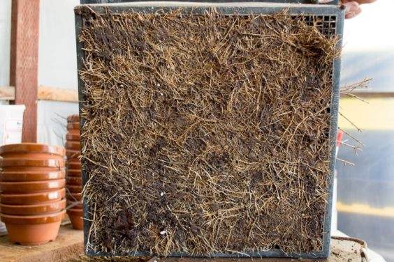 图解 对三叉戟枫树盆景怎么翻盆的13个过程