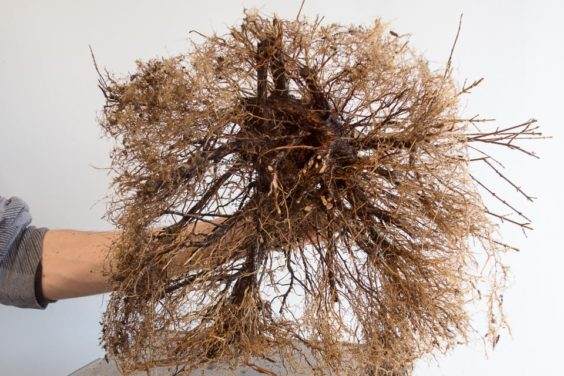 图解 对三叉戟枫树盆景怎么翻盆的13个过程