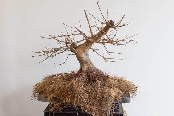 图解 对三叉戟枫树盆景怎么翻盆的13个过程