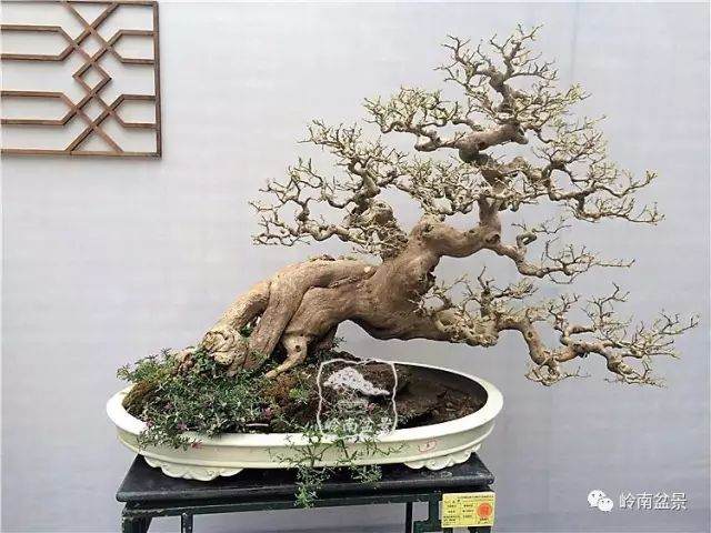 鉴赏盆景要看四个地方