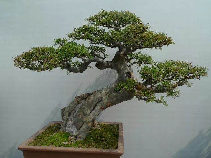 什么是盆景界的务虚?