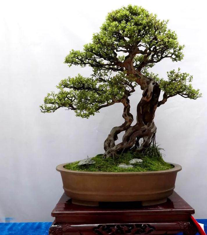 什么是盆景界的务虚?