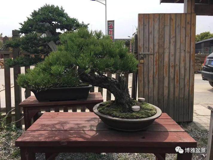 会玩盆景的人 最有情趣!