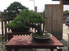 会玩盆景的人 最有情趣