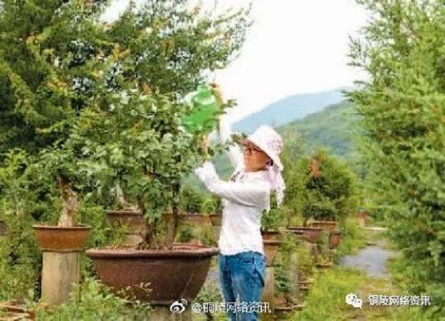 铜陵盆景栽出致富路 年销售额600余万元