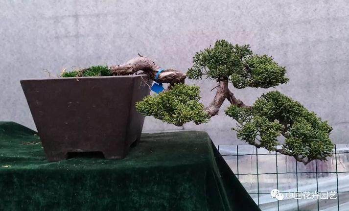 真柏老桩盆景发芽后怎样制作与养护