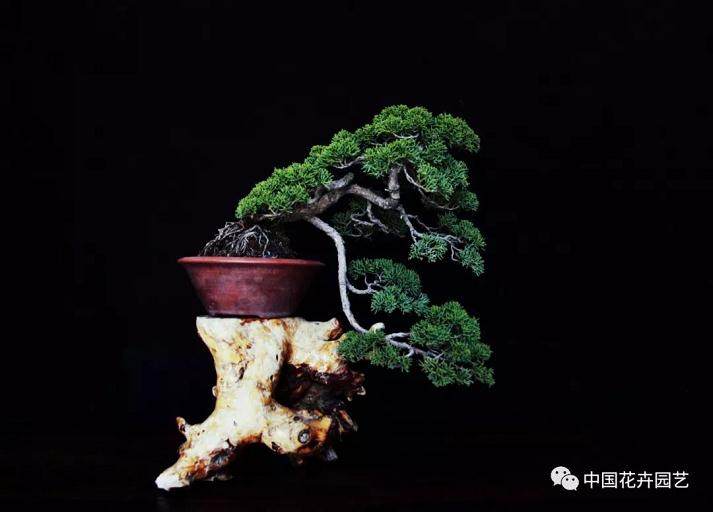 真柏盆景的制作与养护