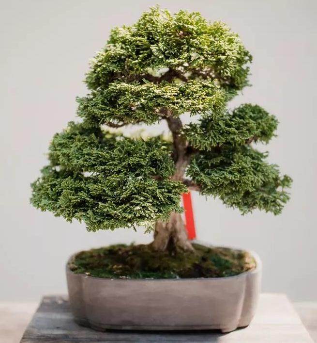 禅意盆景 助你消除夏日浮躁心情