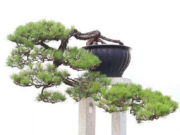 禅意盆景 助你消除夏日浮躁心情