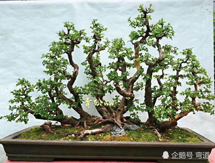 入门必读，一本多干式盆景造型方法