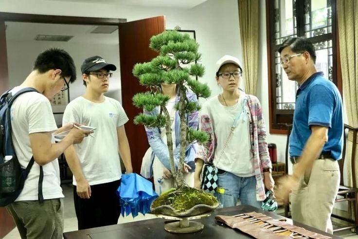 瘦西湖扬派盆景博物馆火热一夏